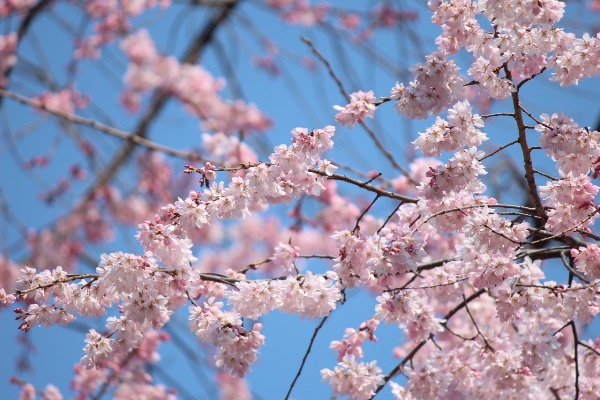5133-14.3.28青空バック　上部の祇園しだれ桜.jpg